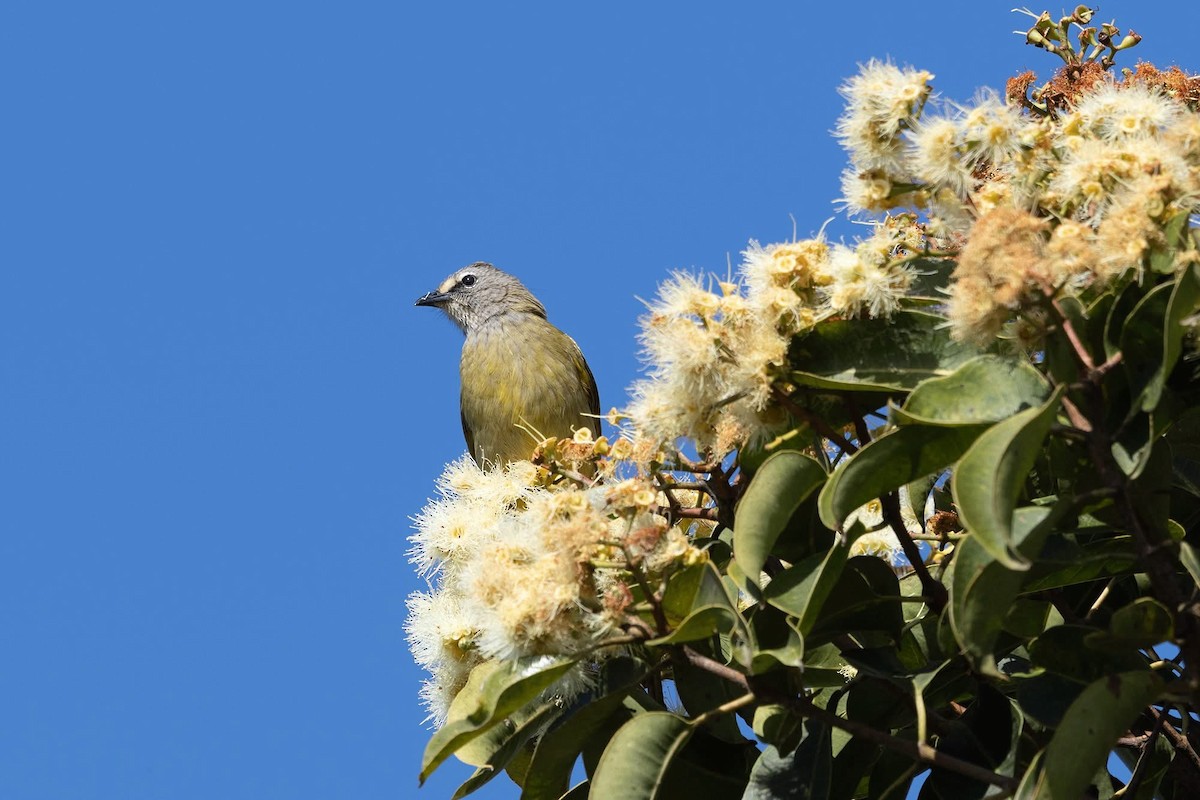 Flavescent Bulbul - ML646959822