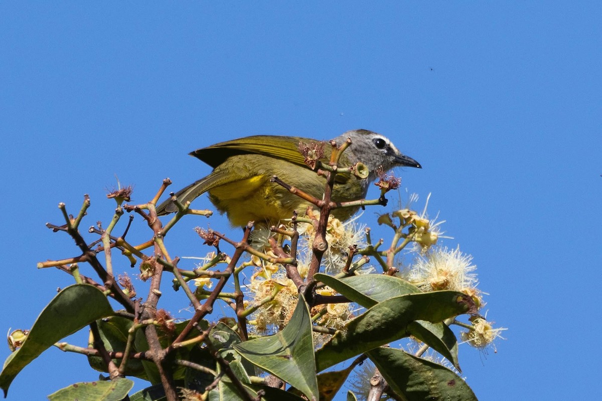 Flavescent Bulbul - ML646959823