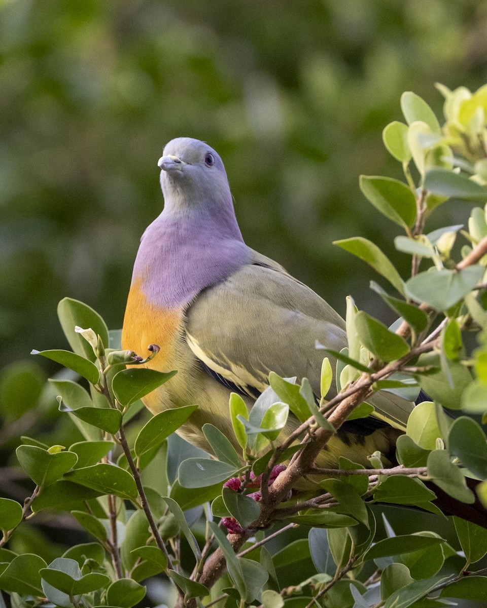 Pink-necked Green-Pigeon - ML646959824
