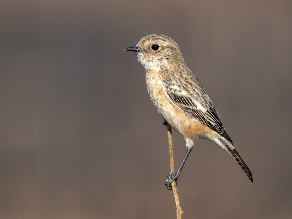 Tarier de Sibérie - ML646959827