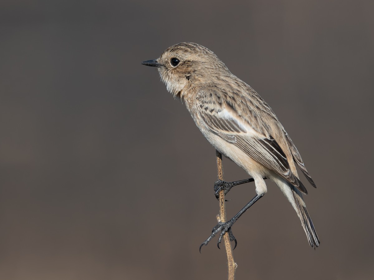 Tarier de Sibérie - ML646959829