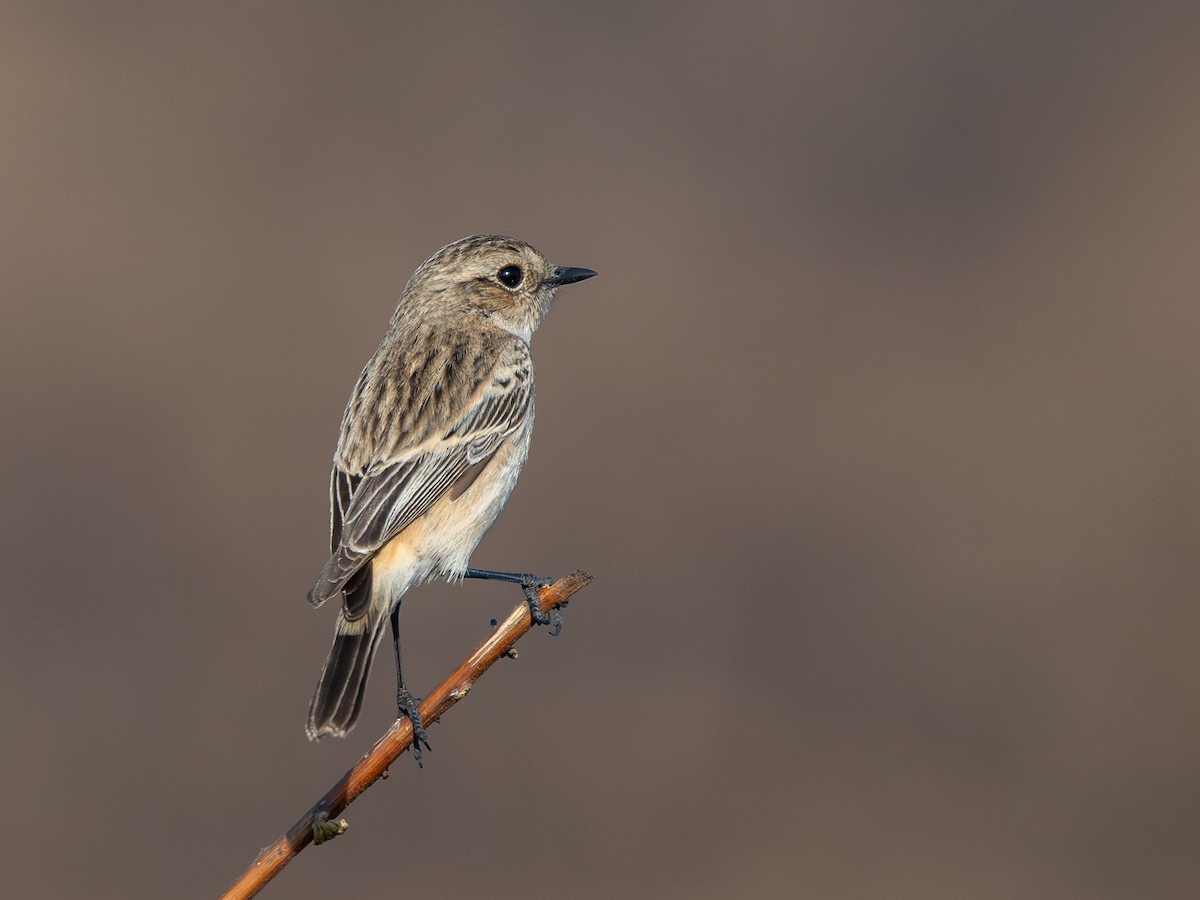 Tarier de Sibérie - ML646959830