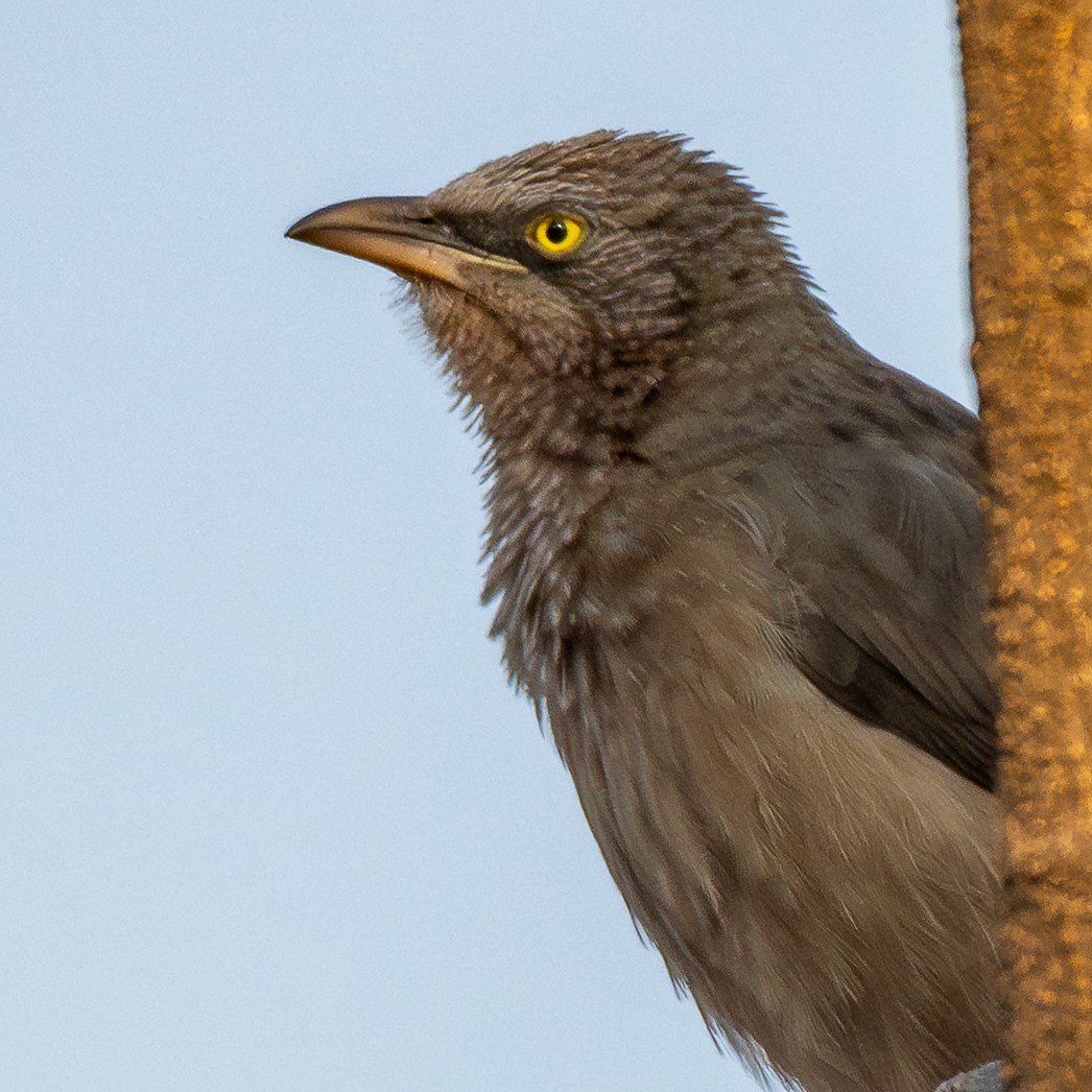 Cratérope de brousse - ML646959833