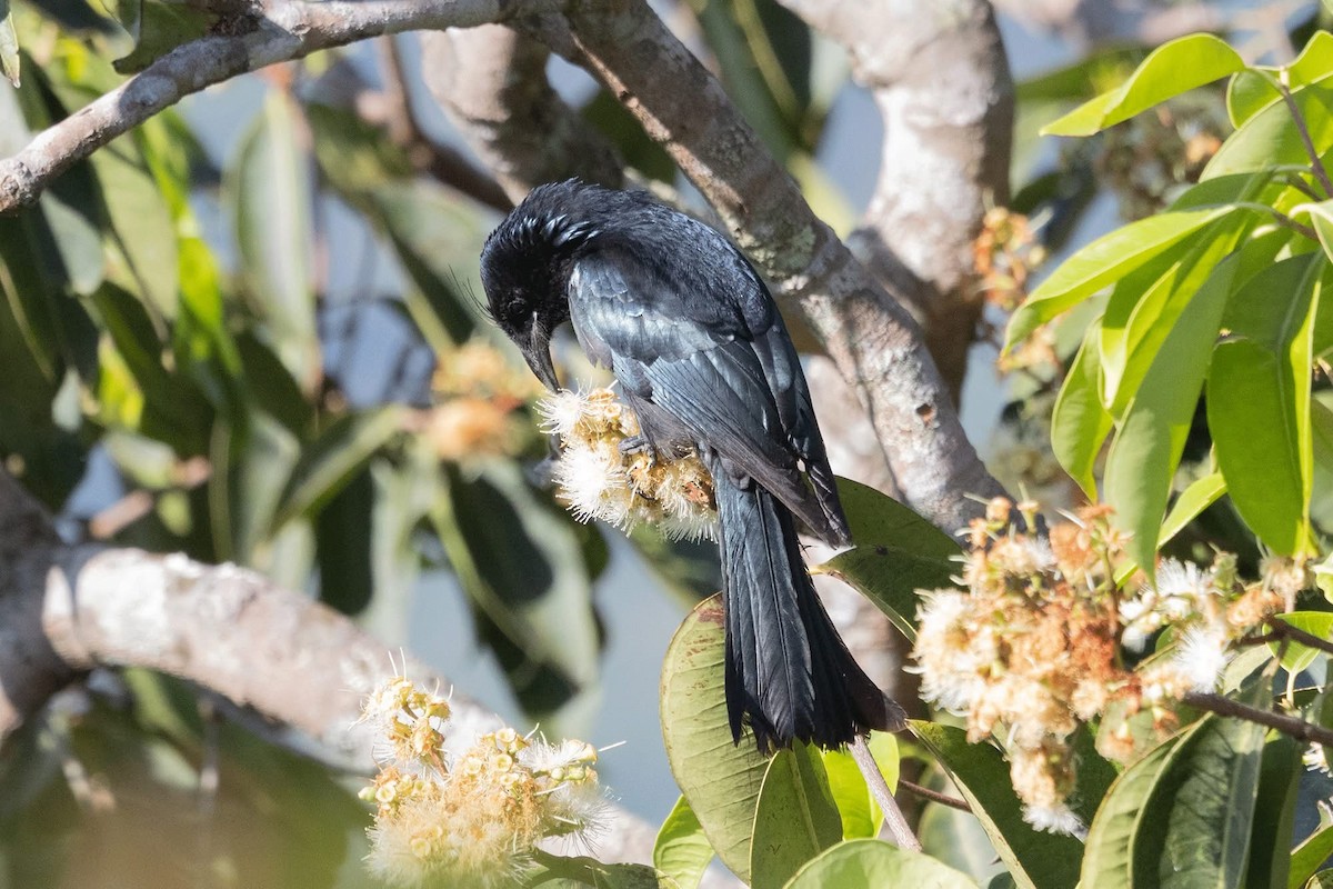 Hair-crested Drongo (Hair-crested) - ML646959834