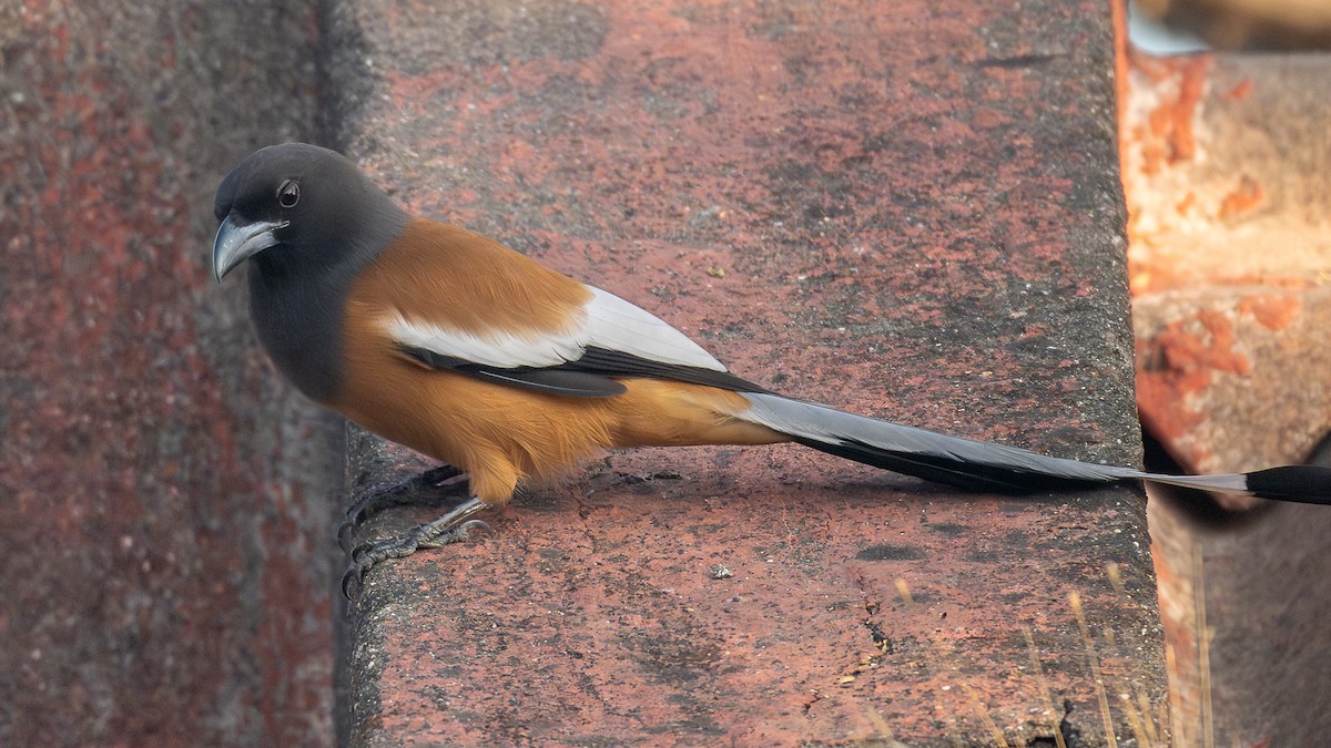 Témia vagabonde - ML646959836