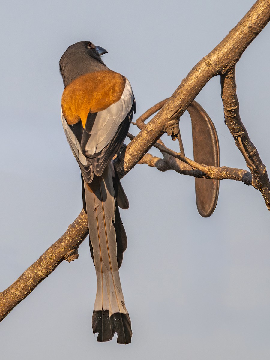 Témia vagabonde - ML646959837