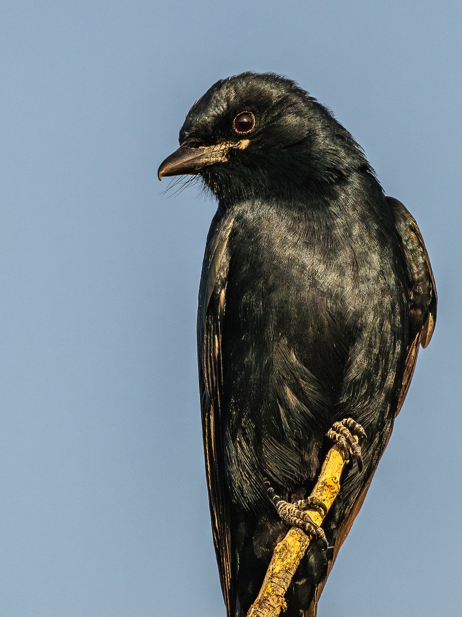 Drongo royal - ML646959839