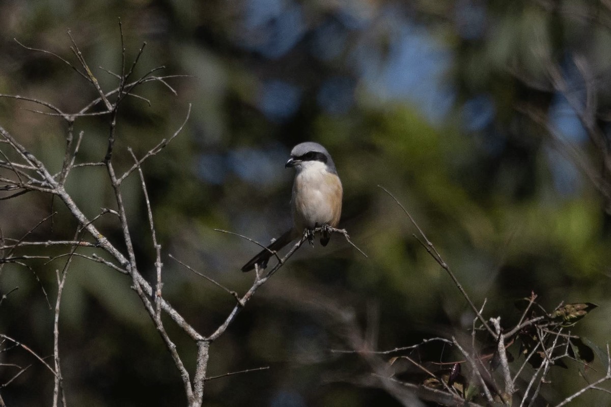 Gray-backed Shrike - ML646959842