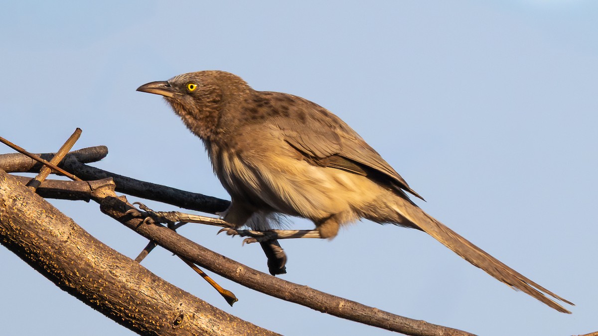 Cratérope gris - ML646959844