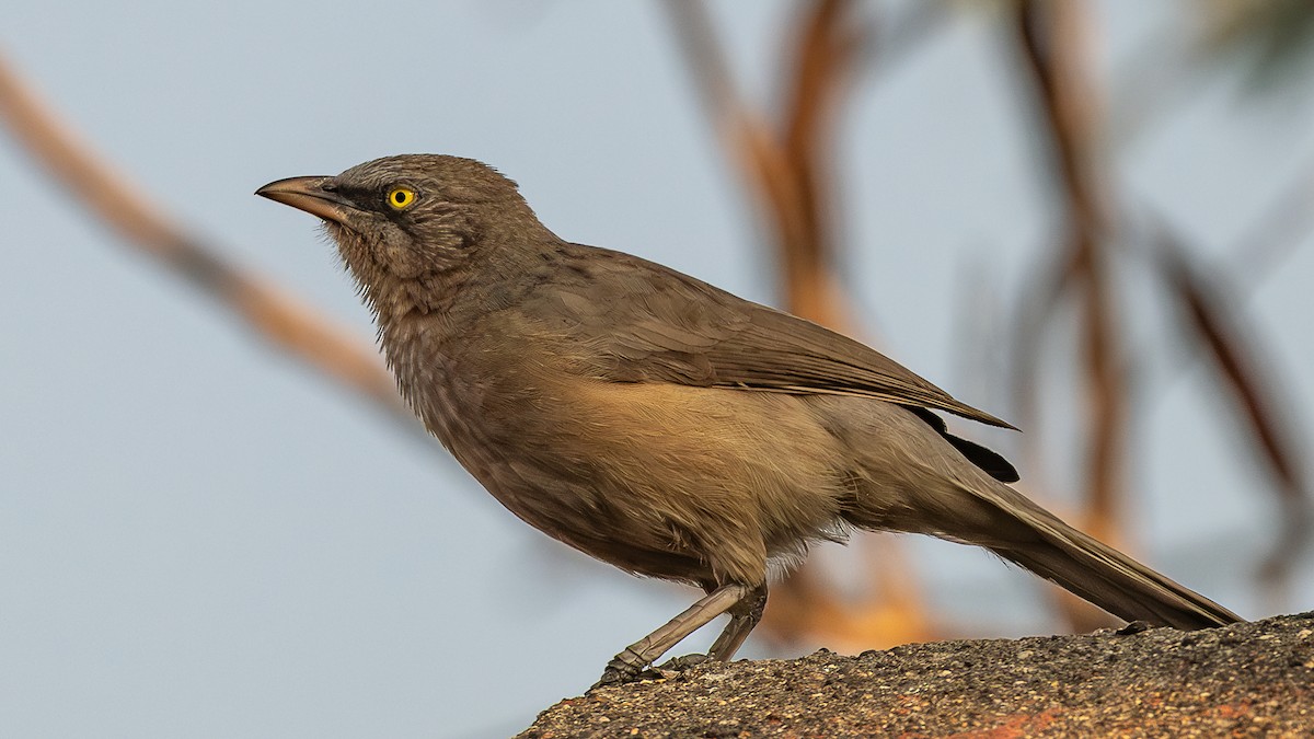 Cratérope gris - ML646959845