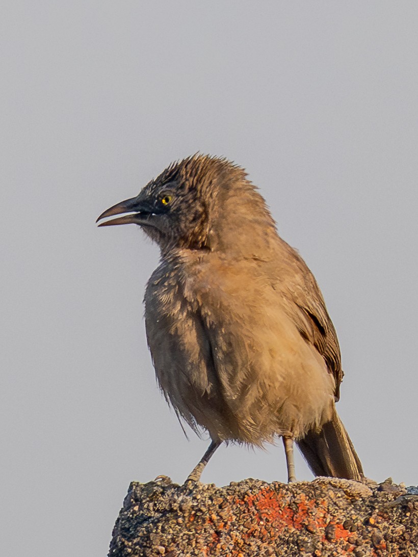 Cratérope gris - ML646959847