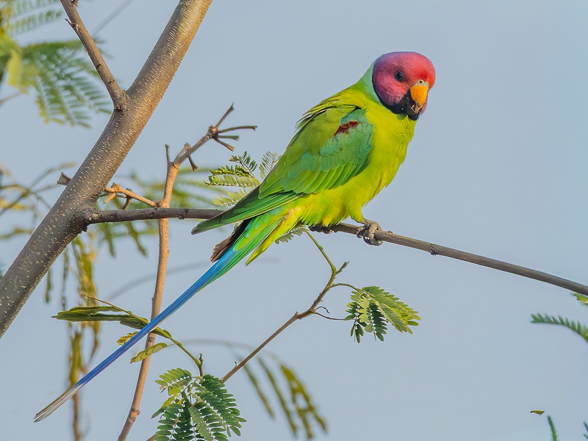 Plum-headed Parakeet - ML646959848