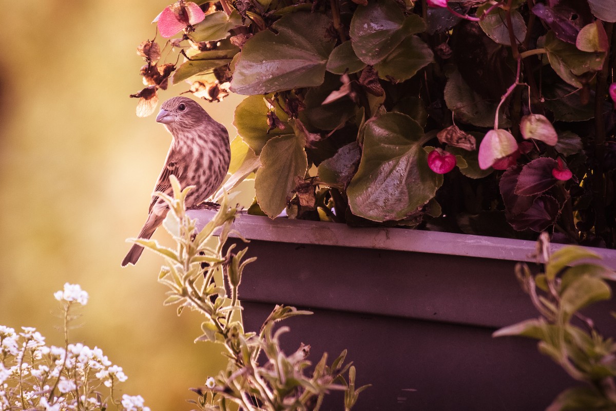 Hausgimpel - ML646959849