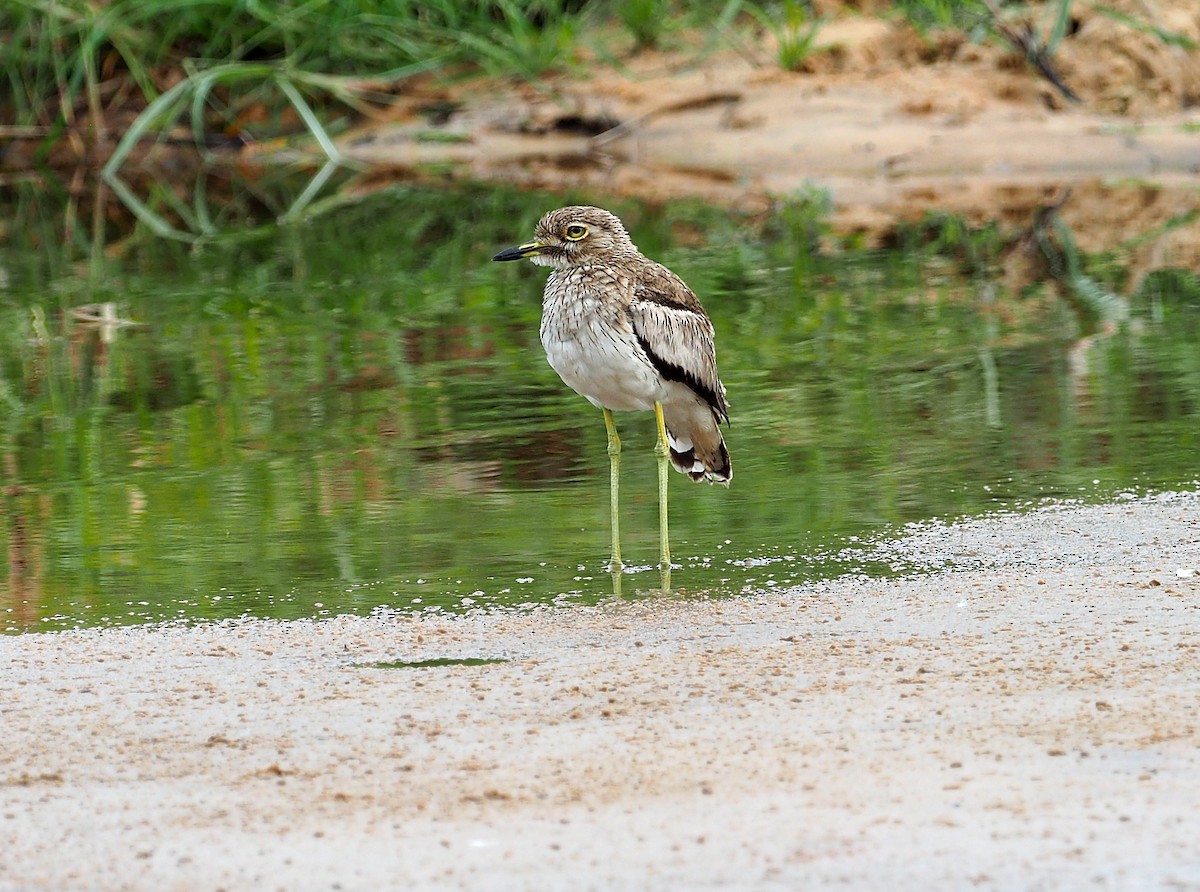 Oedicnème vermiculé - ML646959850
