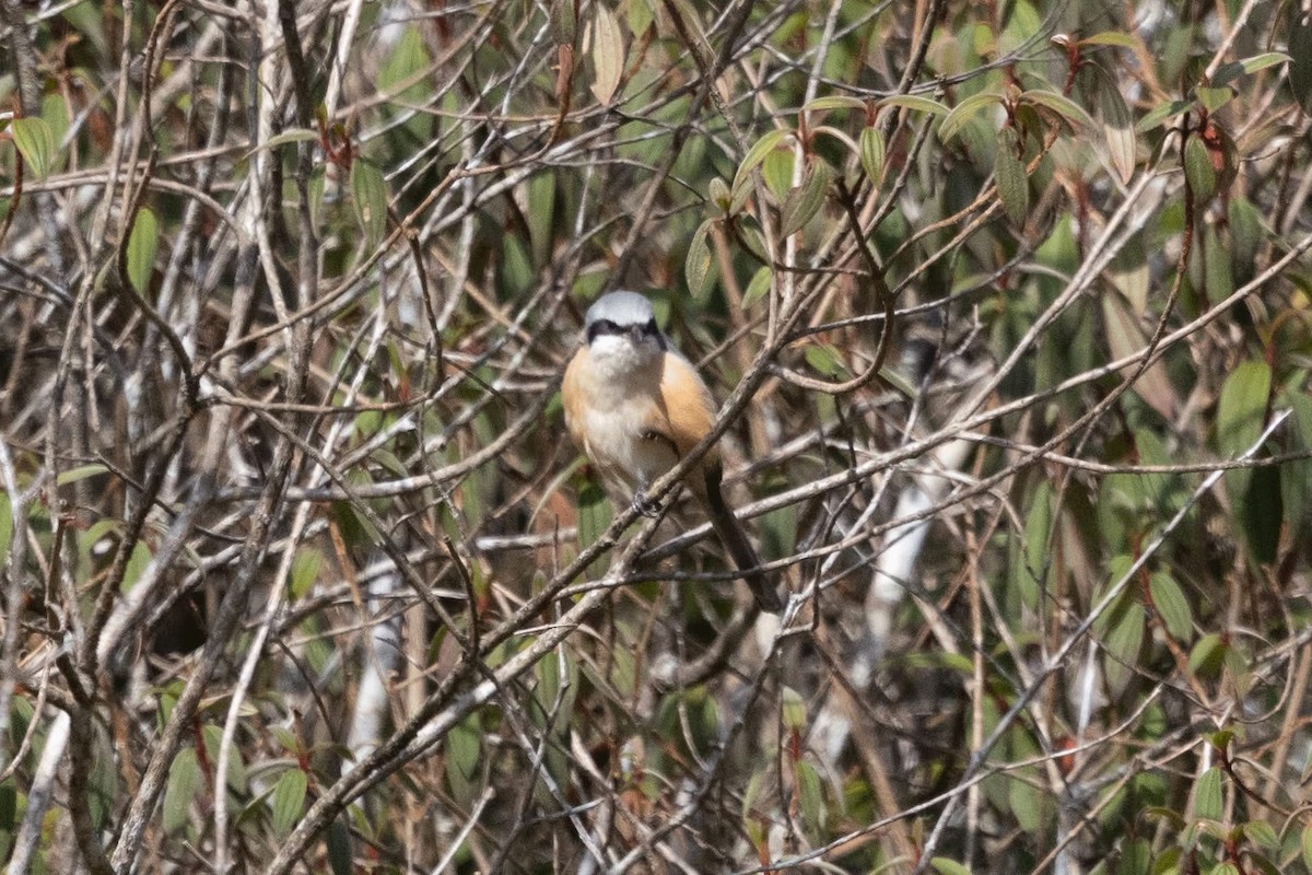 Gray-backed Shrike - ML646959851