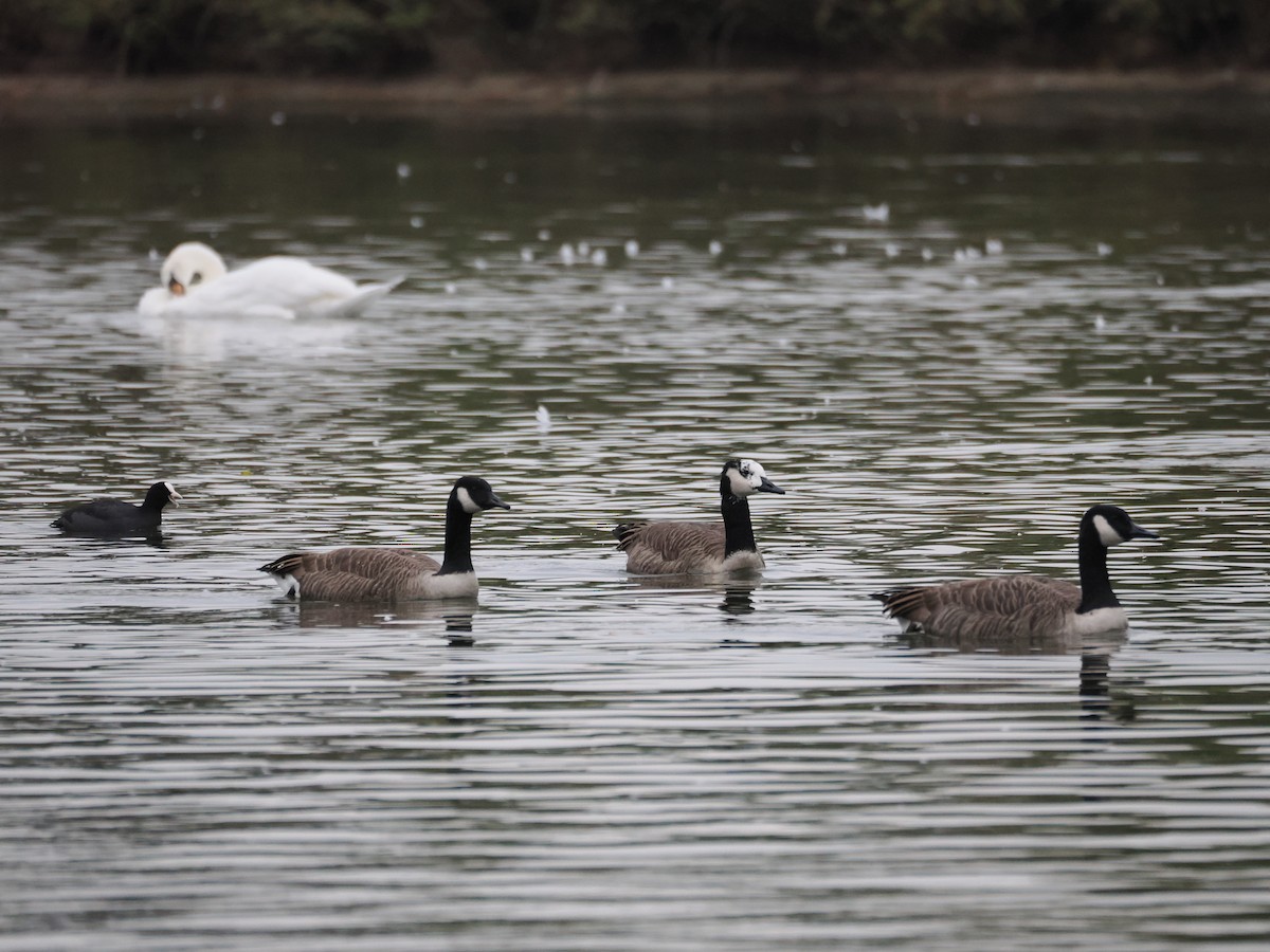 Weißwangen- x Kanadagans (Hybrid) - ML646959855