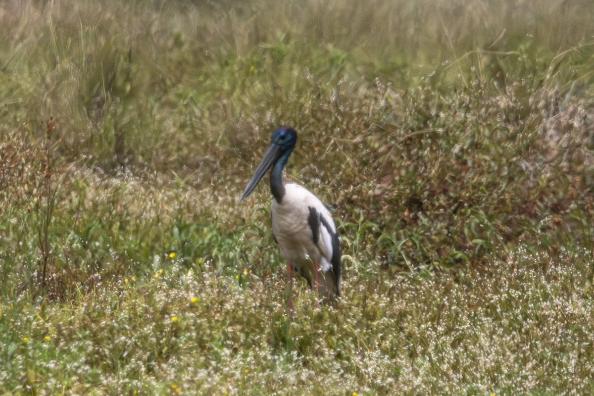 Black-necked Stork - ML646959858