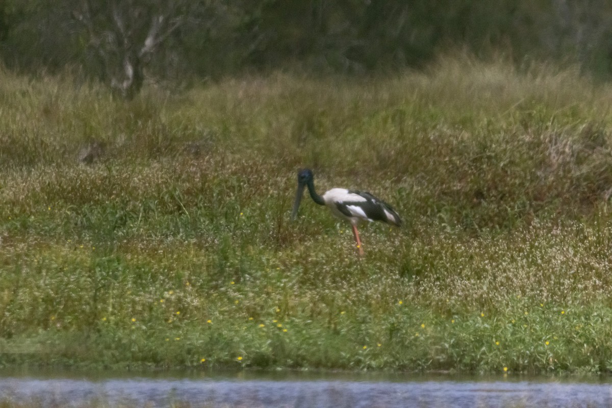 Black-necked Stork - ML646959861