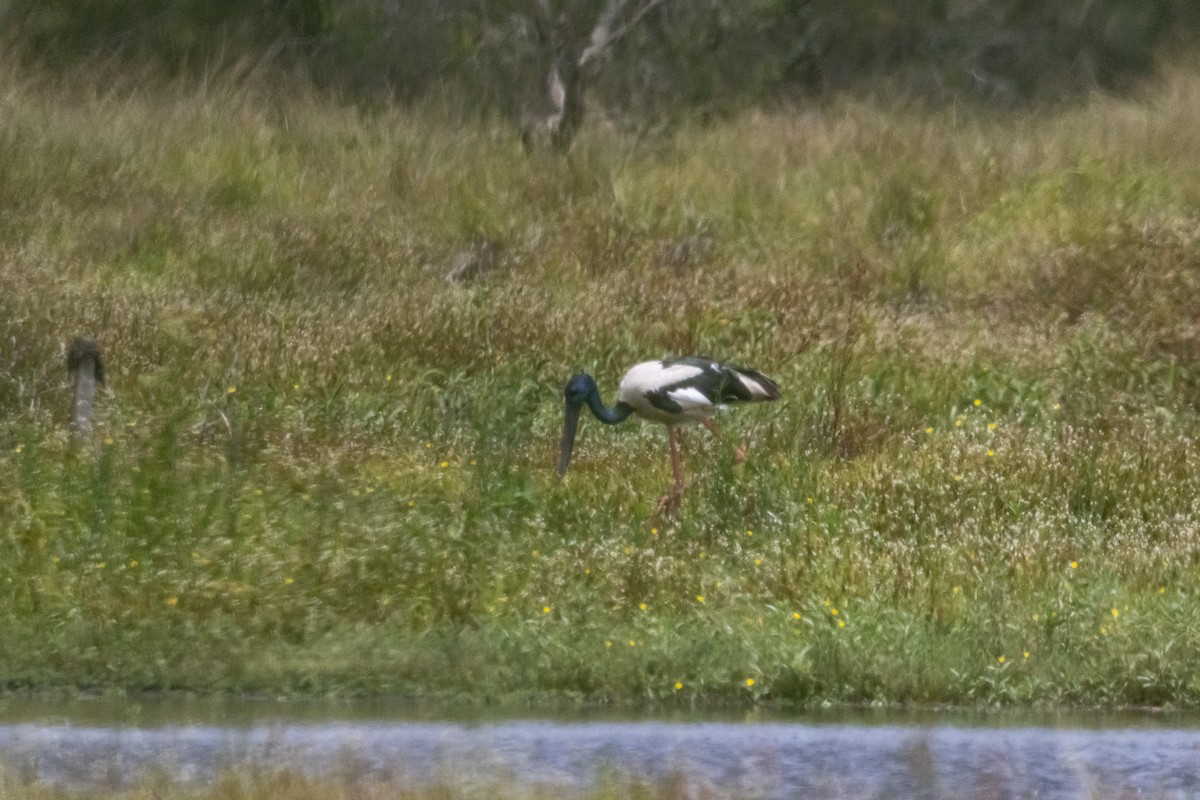Black-necked Stork - ML646959862