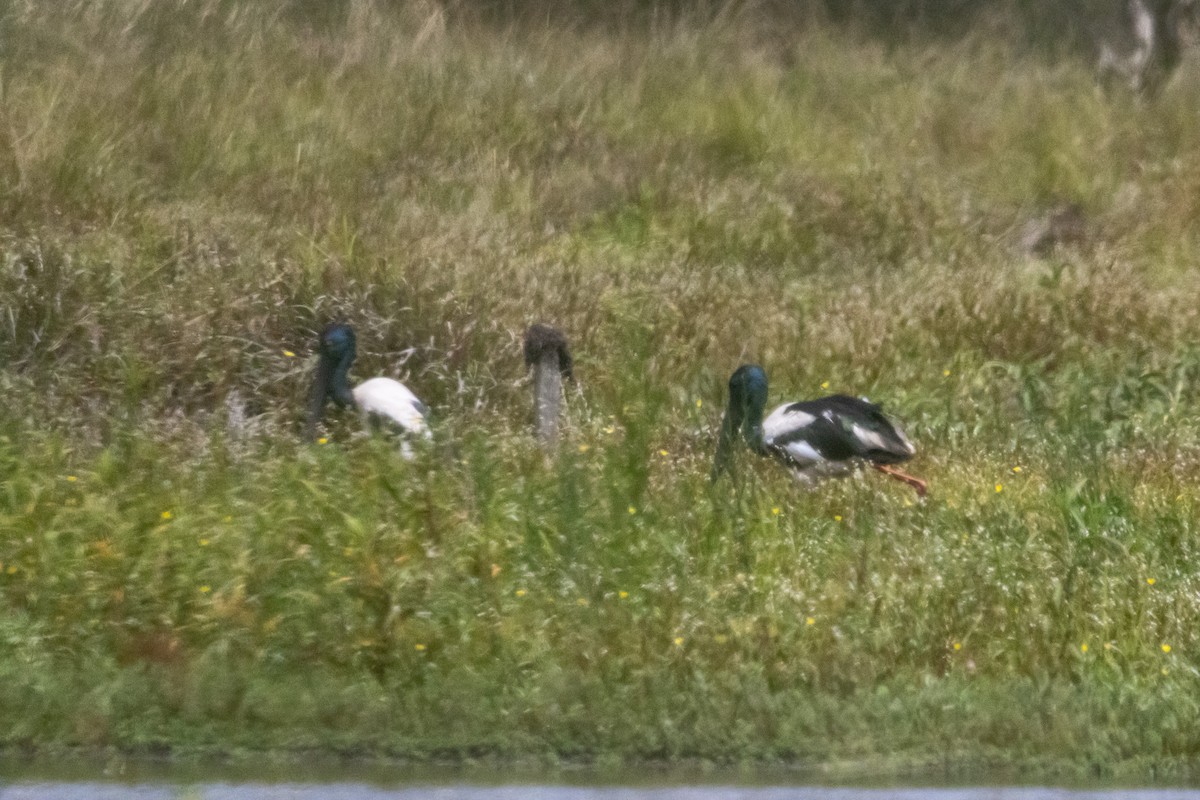 Black-necked Stork - ML646959863