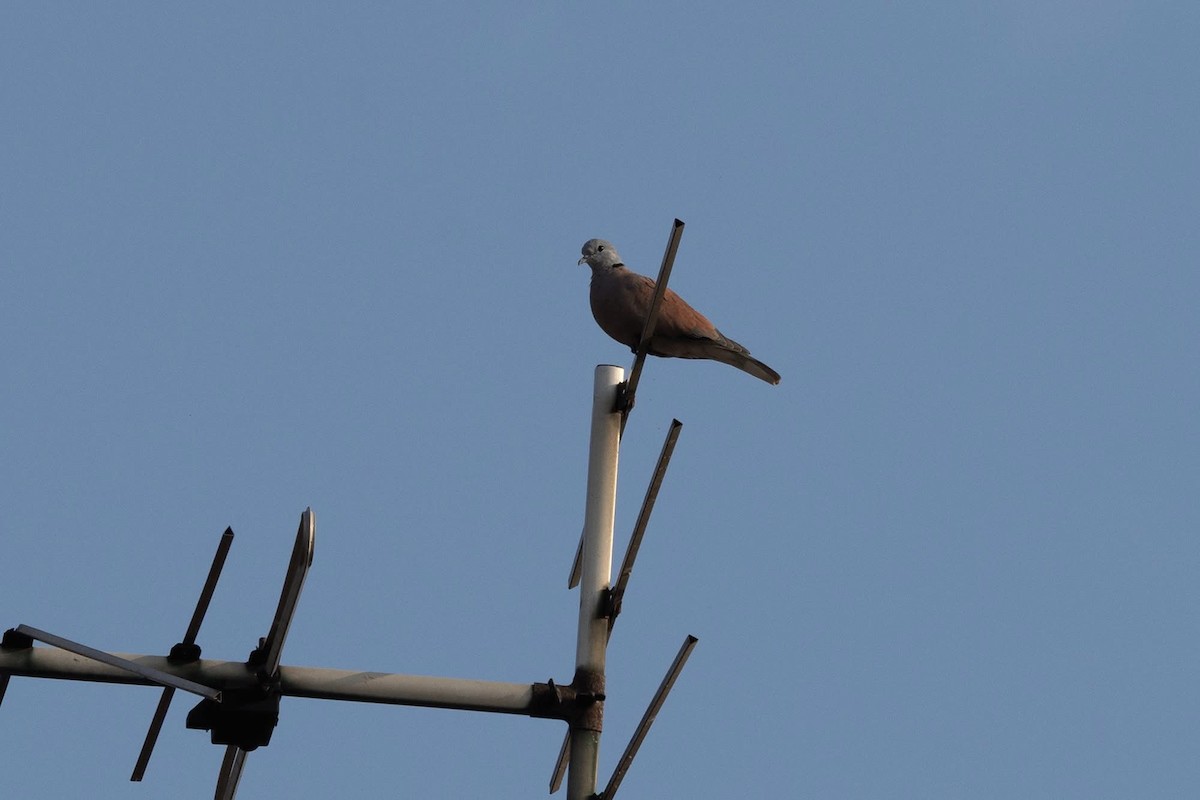Red Collared-Dove - ML646959865