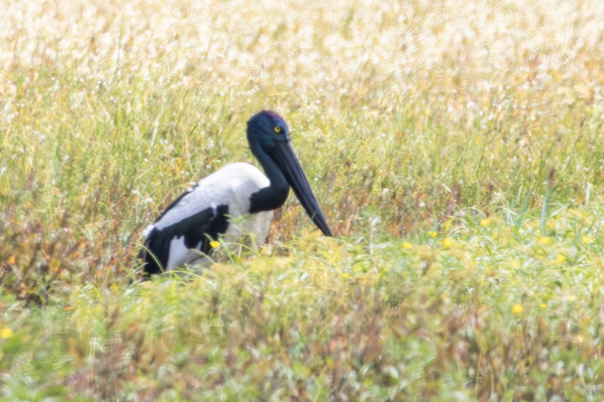 Black-necked Stork - ML646959867