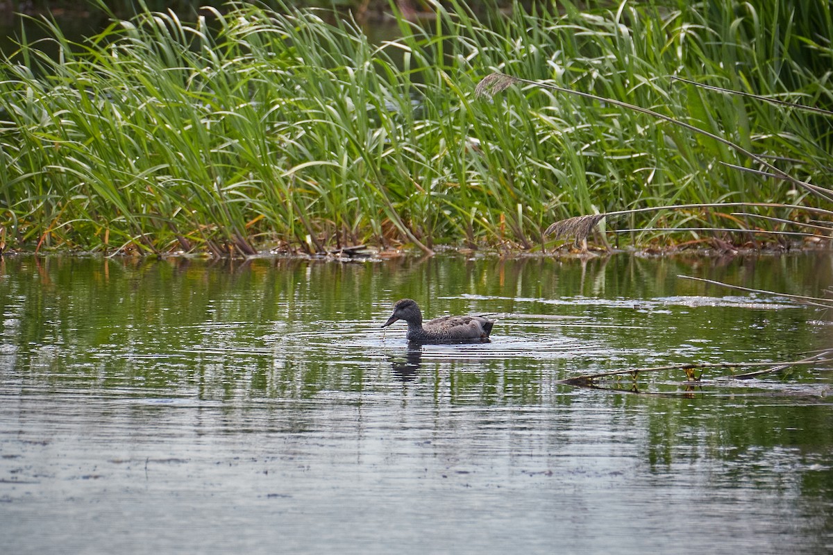 Boz Ördek - ML646959868