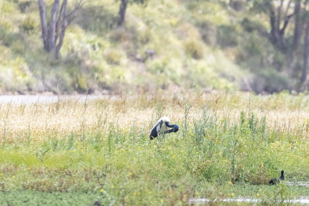Black-necked Stork - ML646959869