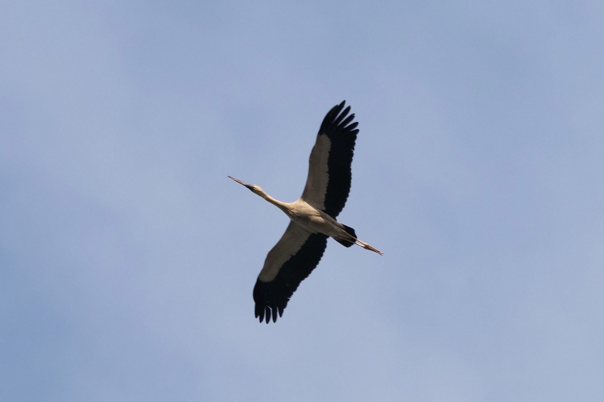 Лелека-молюскоїд індійський - ML646959870