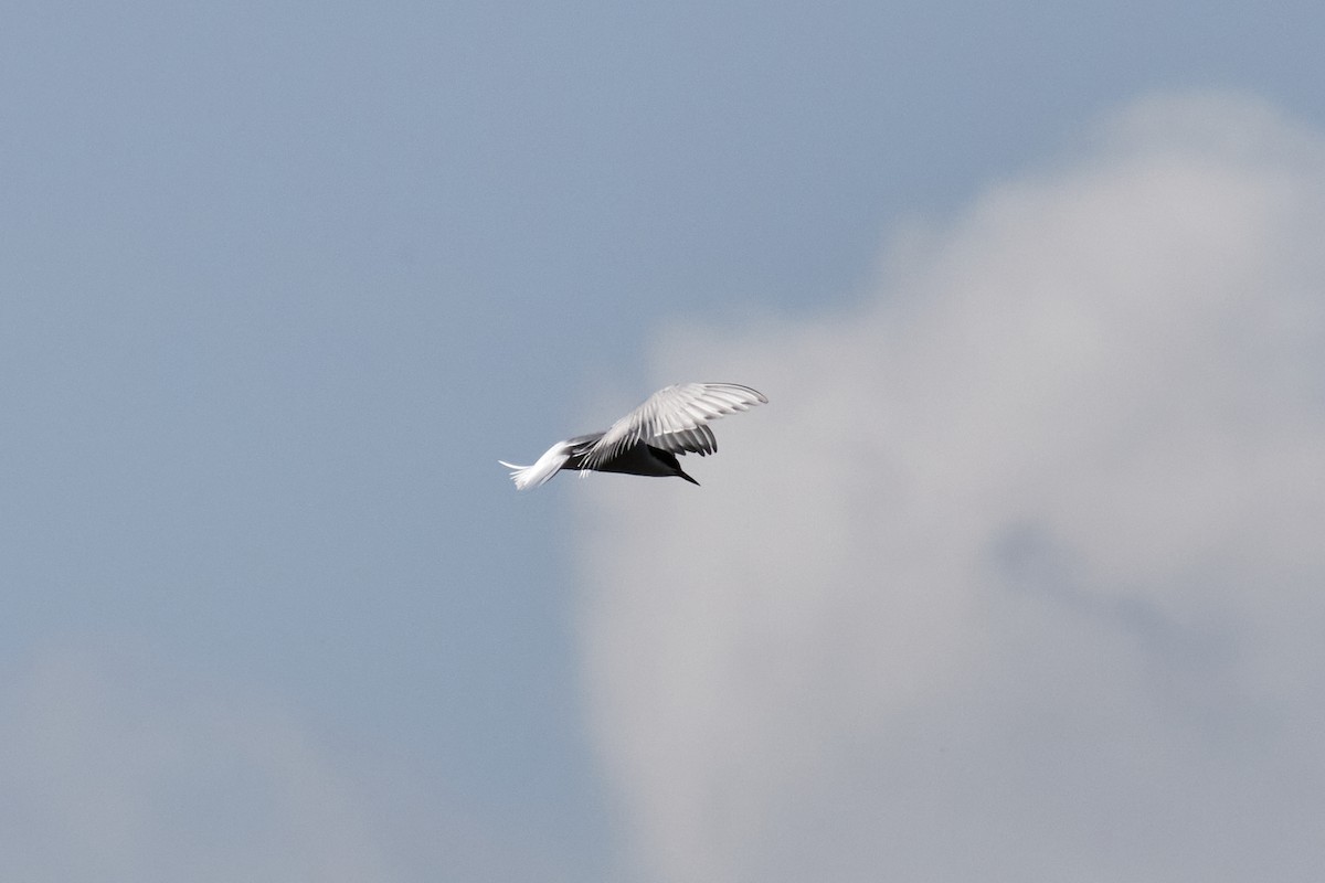 Common Tern - ML646959872