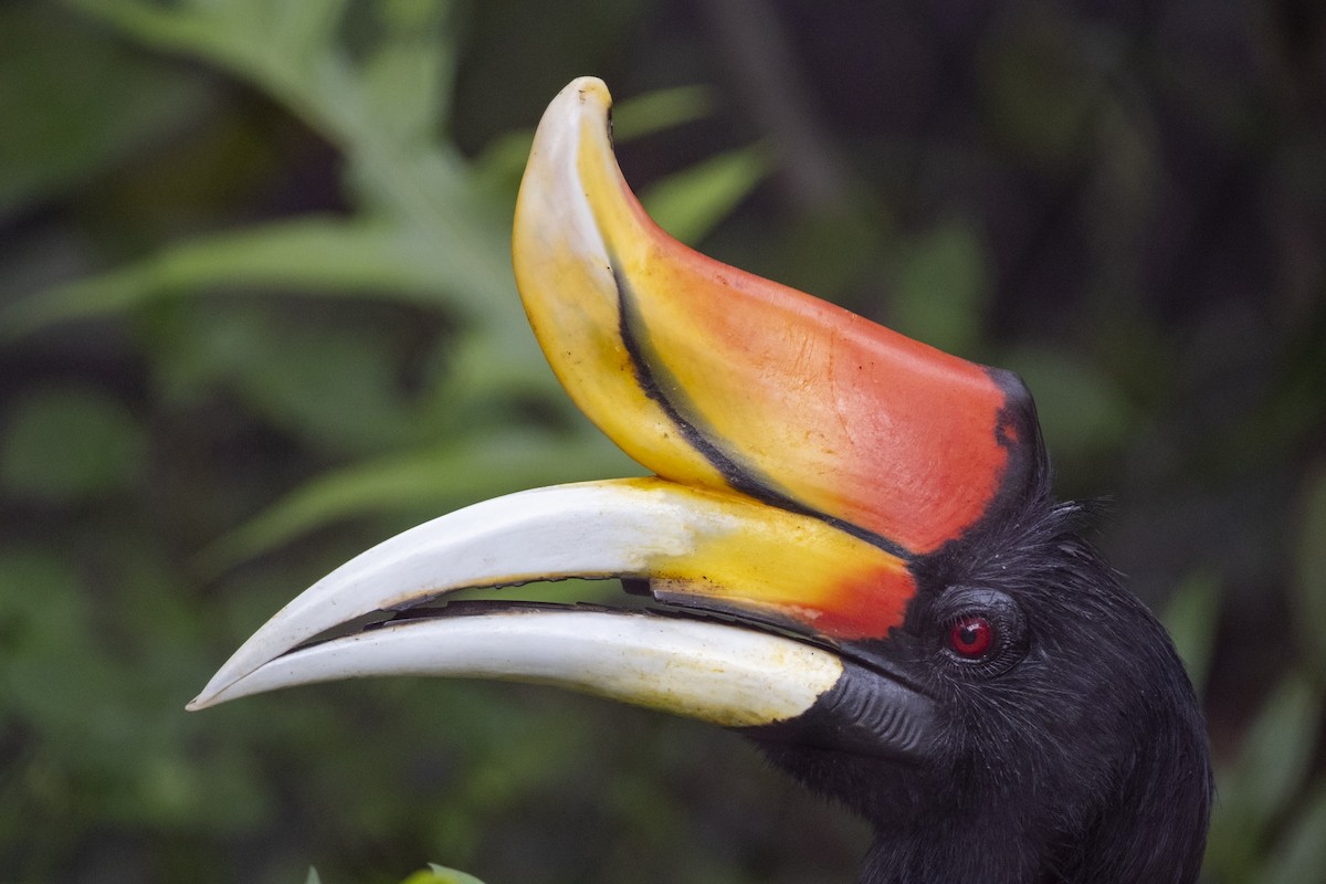 Rhinoceros Hornbill - ML646959873