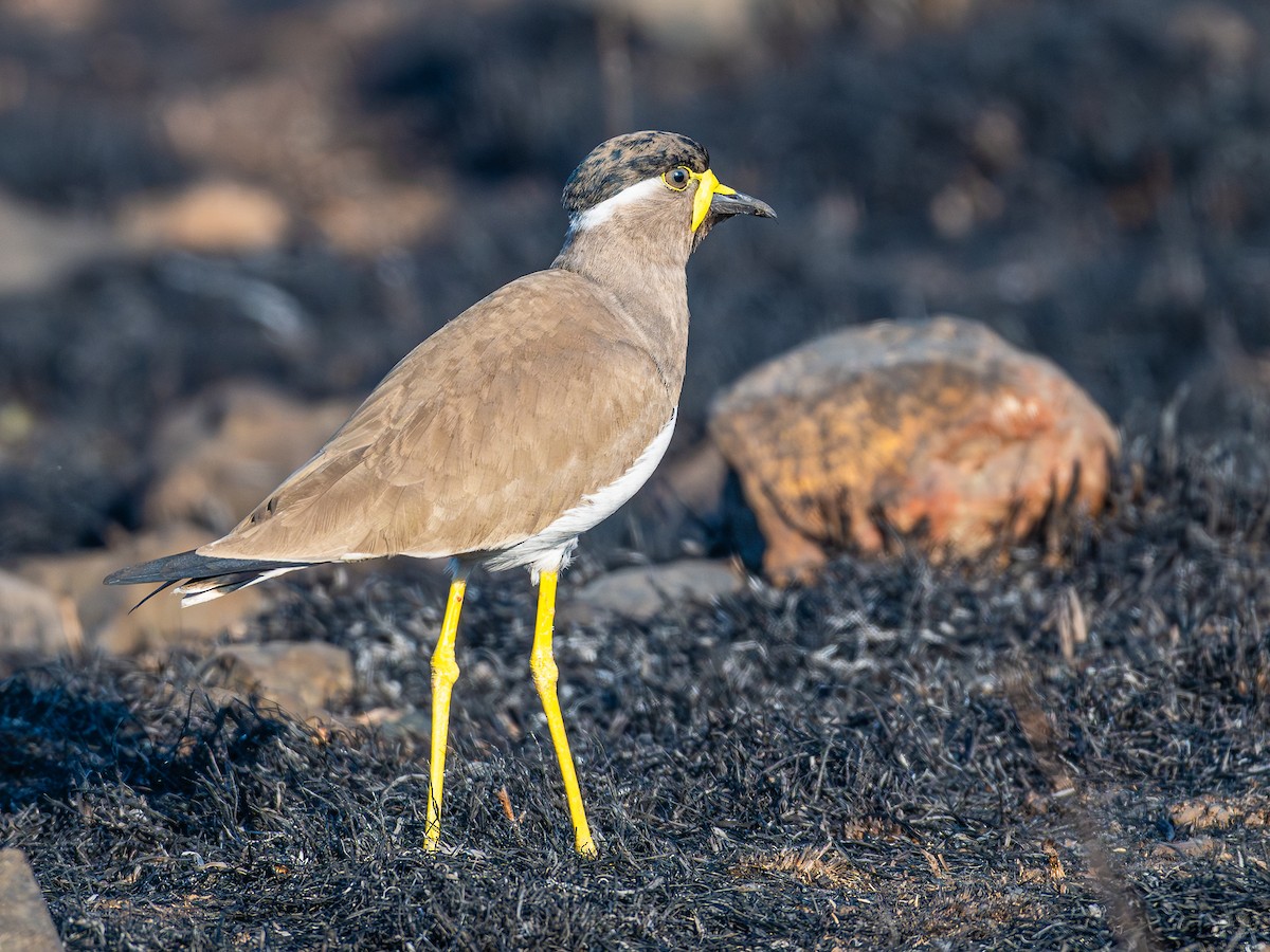Vanneau de Malabar - ML646959875