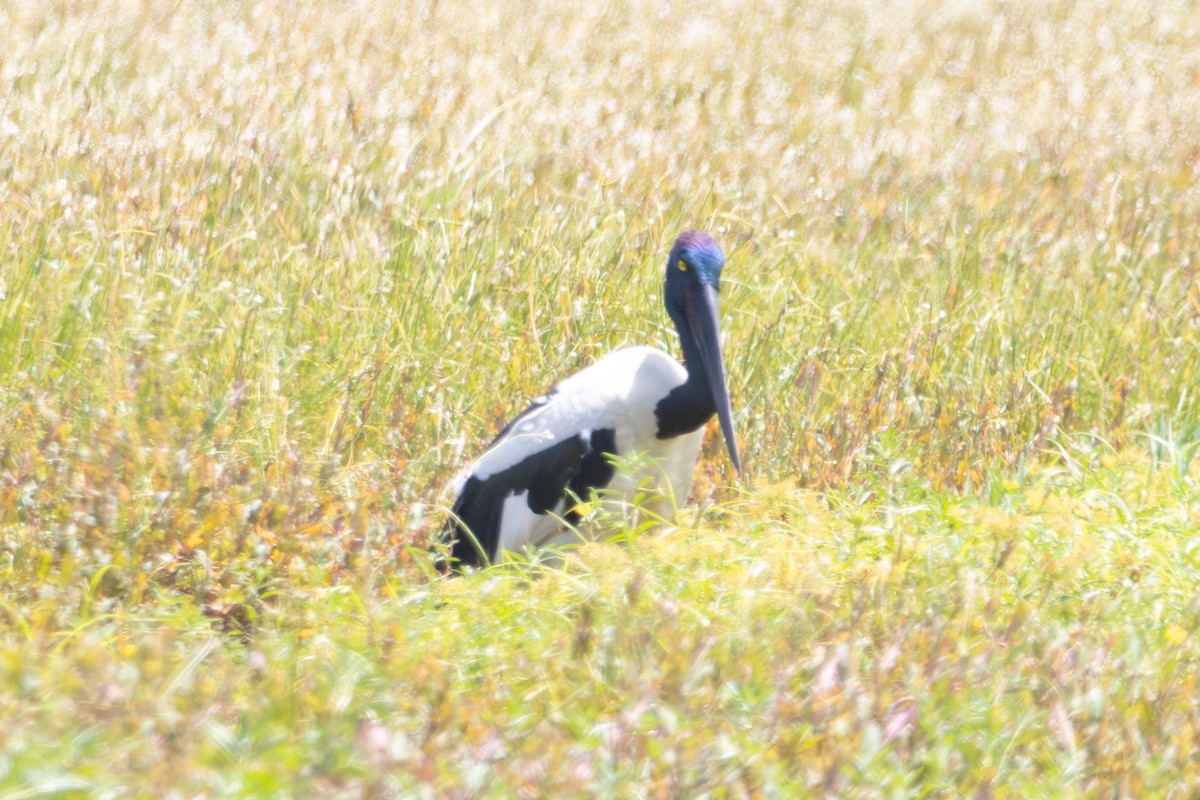 Black-necked Stork - ML646959876