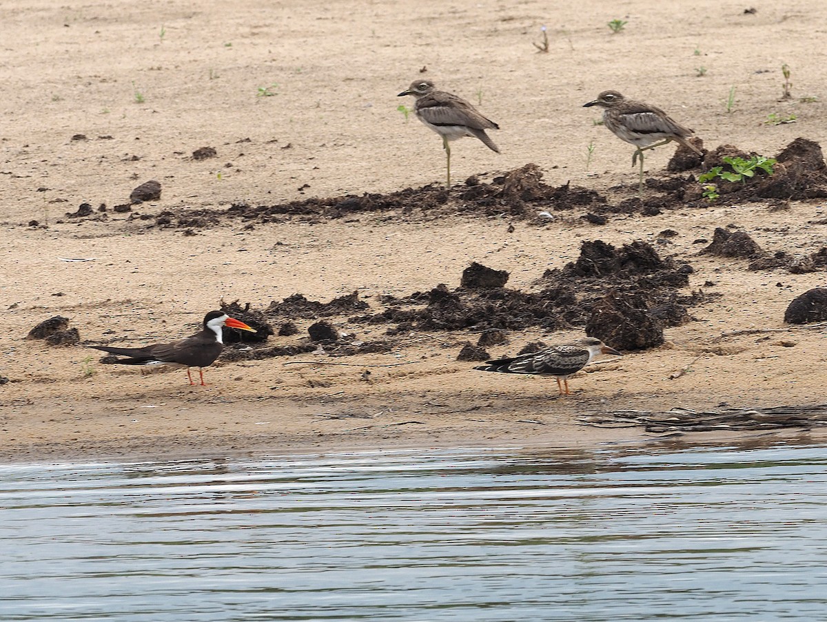 Bec-en-ciseaux d'Afrique - ML646959878