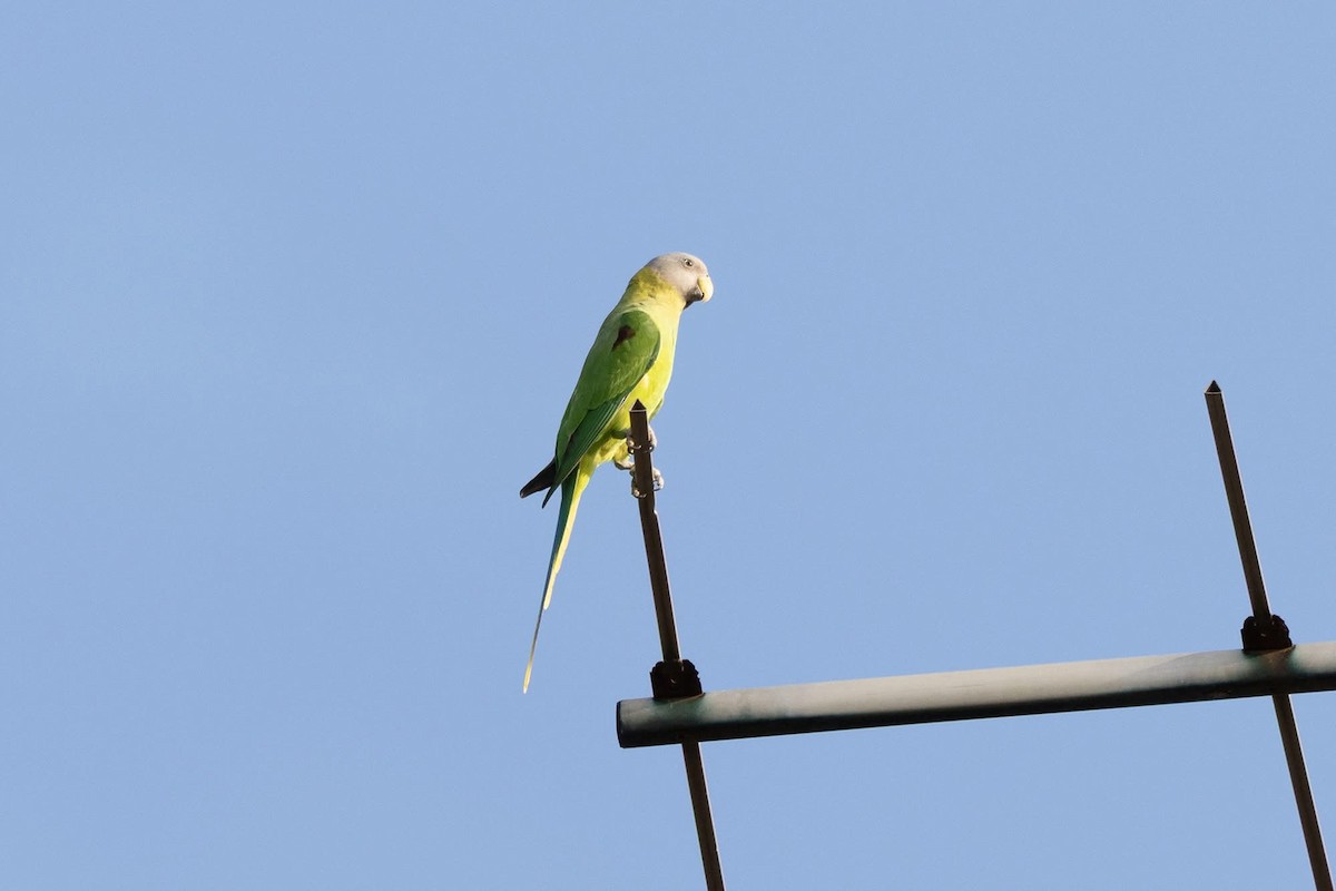 Blossom-headed Parakeet - ML646959885