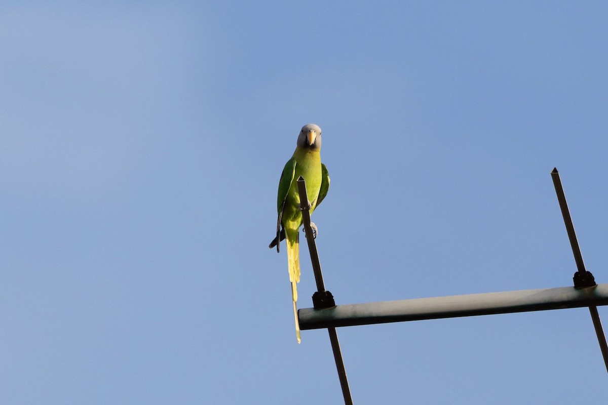 Blossom-headed Parakeet - ML646959886