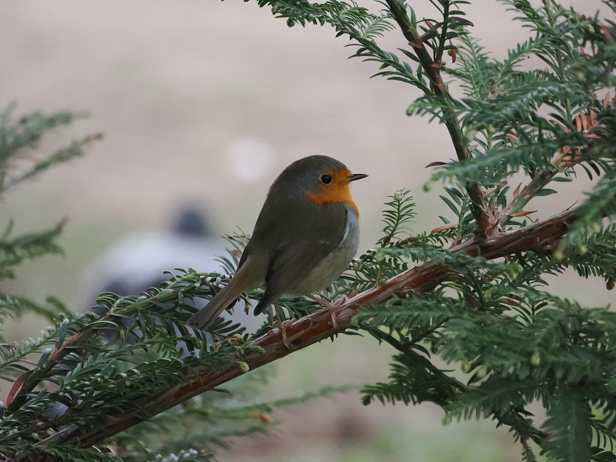 Rotkehlchen - ML646959889