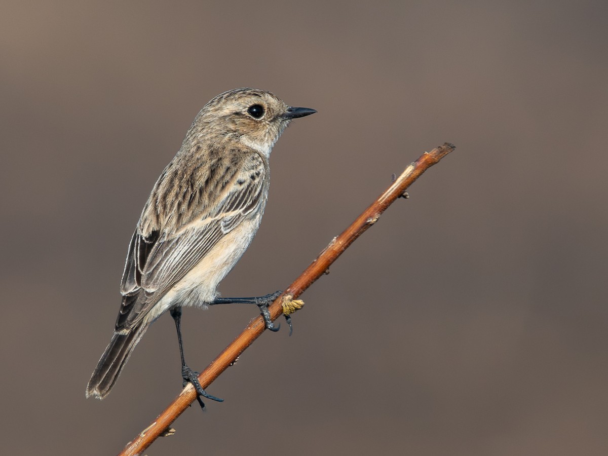 Tarier de Sibérie - ML646959890