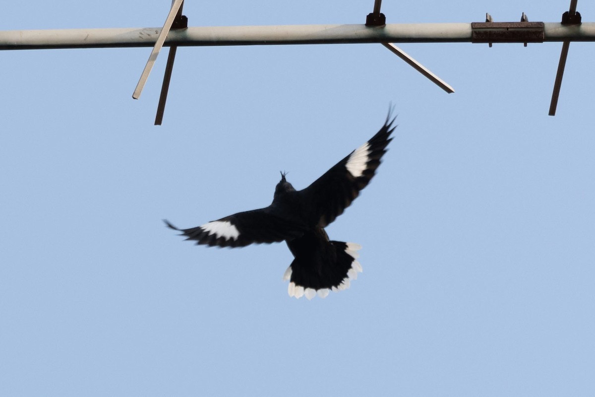 Great Myna - ML646959891