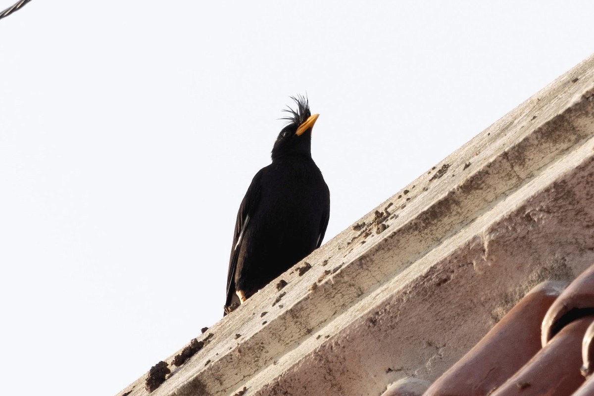 Great Myna - ML646959892