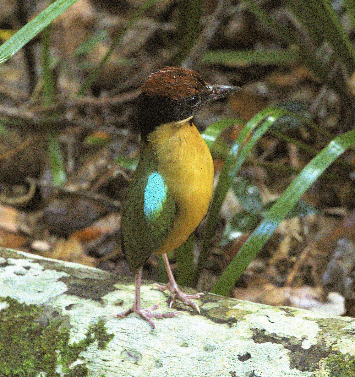 Noisy Pitta - ML646959893