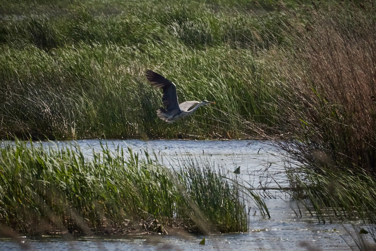 Airone cenerino - ML646959894