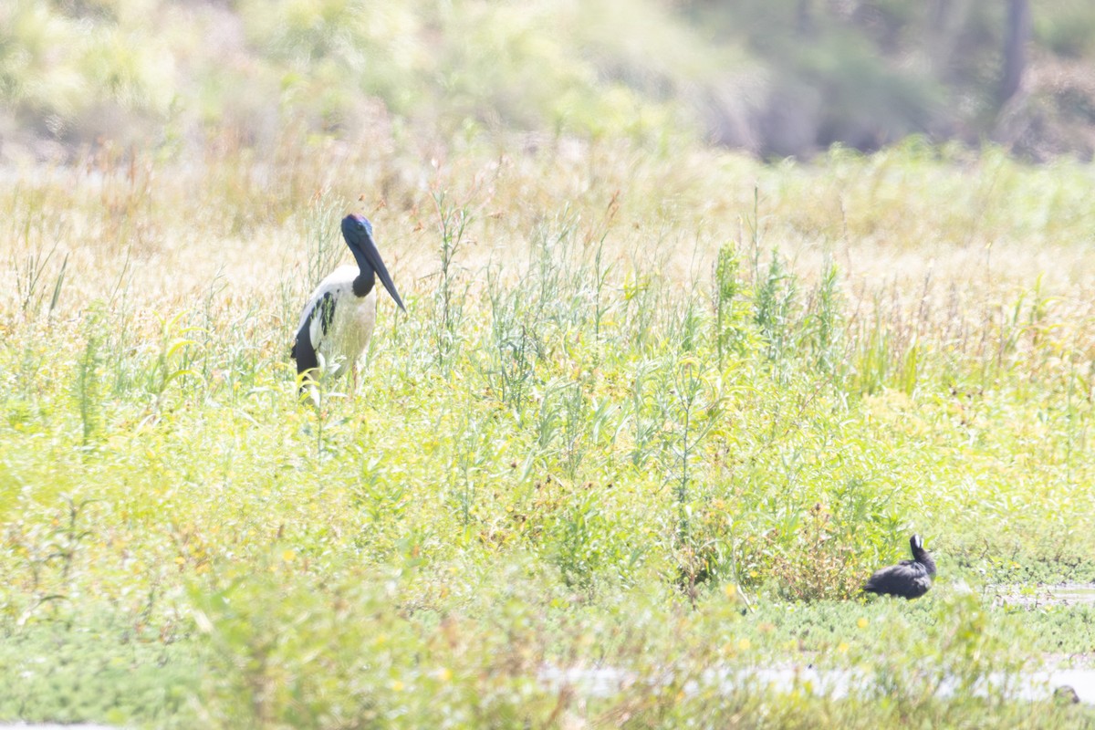 Black-necked Stork - ML646959897