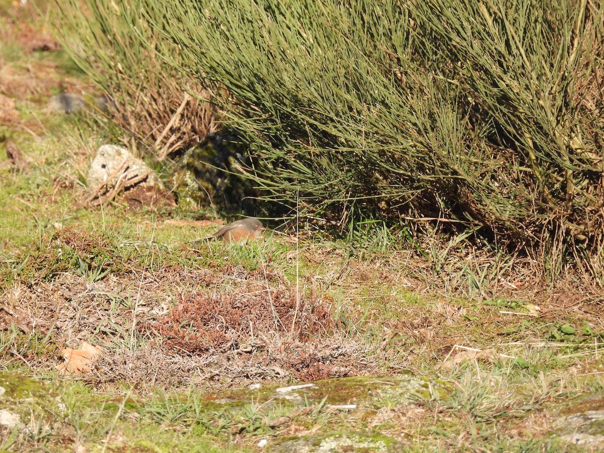 Dartford Warbler - ML646959898
