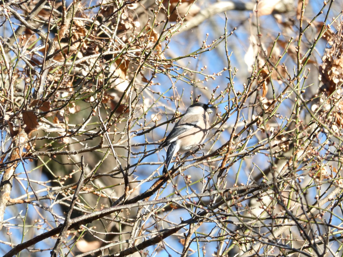Eurasian Bullfinch - ML646959899