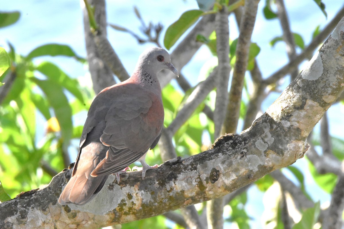 Malagasy Turtle-Dove - ML646959900
