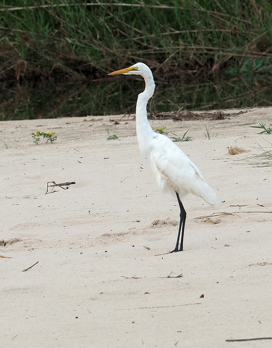 Héron à bec jaune - ML646959902