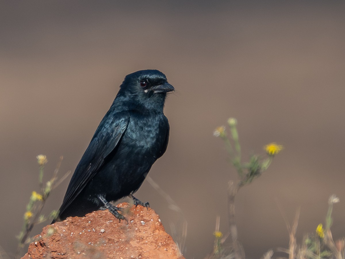Drongo royal - ML646959903