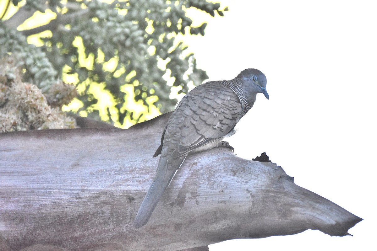 Zebra Dove - ML646959907