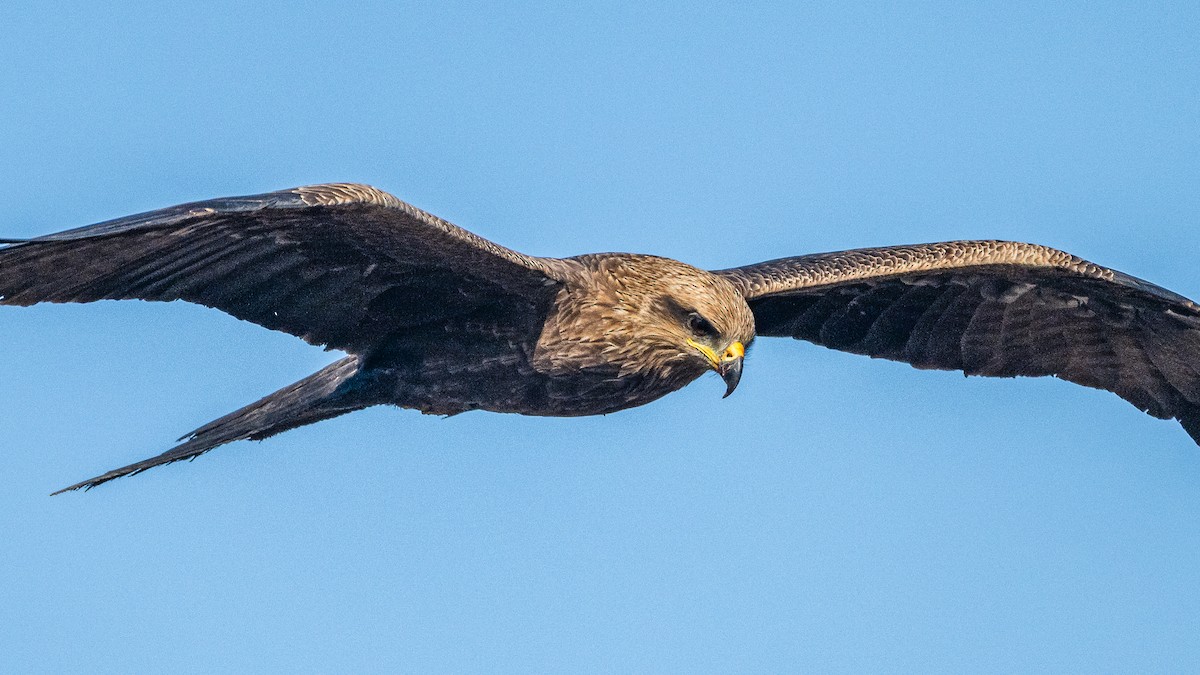 Milan noir - ML646959909